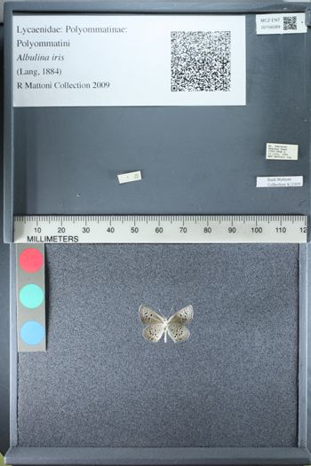 Media type: image;   Entomology 156089